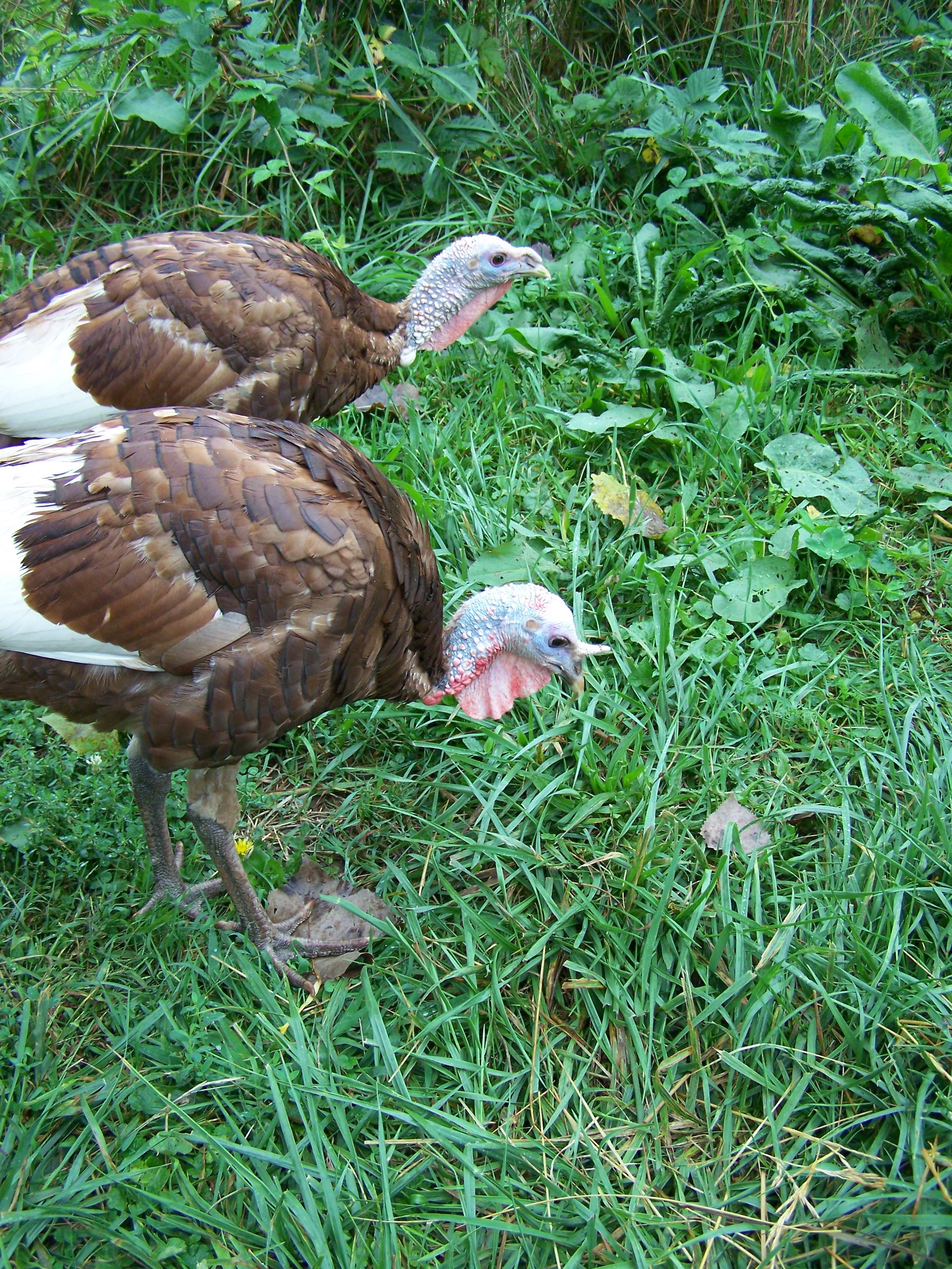 Thanksgiving Turkeys – TurkeyFoot Farm